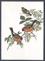 Orange Bullfinch Открытка артикул 7132b.